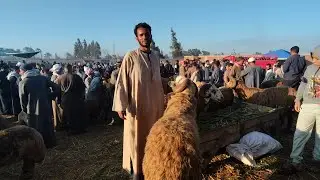 اسعار الغنم والكبشان الضروبه سوق سيدي سالم مع المعلم أحمد باشا