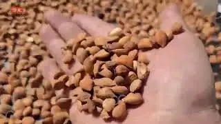 Almond Gravity Cleaning Machine - Precise Grading