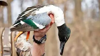 Spoonie Beat Down(Catch Clean Cook) Arkansas duck hunting