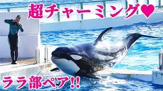 シャチパフォーマンス中も超チャーミング♥ 鴨川シーワールド シャチショー KamogawaSeaWorld  orca killerwhale