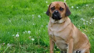 8 Fascinating Facts About Puggle Dogs Did you know