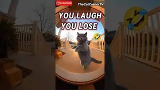 You Laugh You Lose Funny Cat (42)🤣 #shorts #viral