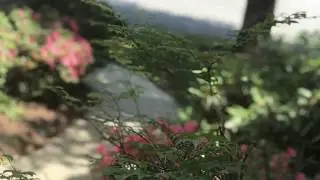 Lifestyle Real Estate on Burbs2Boston.realestate | Bishops Forest in Waltham MA