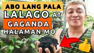 BENEFITS OF CARBONIZED RICE HULL IN PLANTS & GARDENING | EFFECTIVE GARDEN TIP