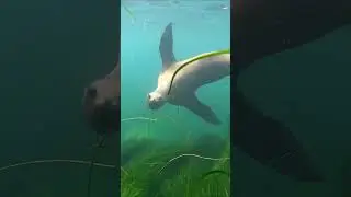 Playful sea lion swimming around! #sealion #sealions #sealife #ocean #oceanlife #oceanvideo #snorkel