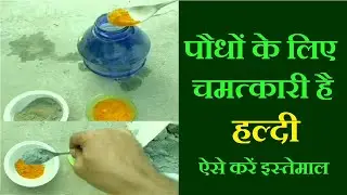 How To Use Turmeric powder (Haldi) For Plants, Homemade Organic Fungicide Haldi Powder Benefits