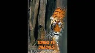 Les tigres sont si patients lorsqu&rsquo;ils chassent ! #animaux #animal