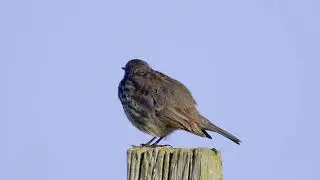 Rock Pipit (Anthus petrosus) (M?) - singing from fence post @ Fowlsheugh RSPB