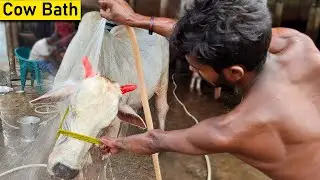 Beautiful White Cow ❤️ | Desi Cow 💚 | Cow Video 💛 | Cow Washing & Cleaning With Veterinary Shampoo