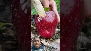 Enjoy Beautiful Nature And Fruit World 😍😍 #hirnahixpress #trending #fruits #fruitcutting
