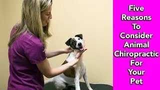 5 Reasons to Consider Animal Chiropractic For Your Pet