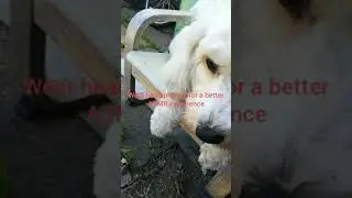 ASMR dog eating a stick (calming)