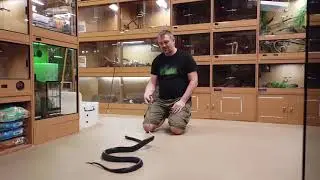 Sulawesi black mangrove snake