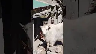 Yak Sound Like | Wild Animal Mountain Yak | Gilgit Baltistan Khpolu Valley December 2025