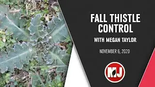 Fall Thistle Control | Megan Taylor | November 6, 2020