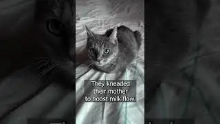 Why Do Cats Knead Like Dough? The Sweet Truth Behind the Paws 🐾 #grandpadadra