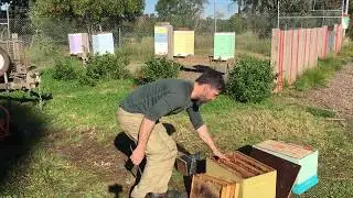 Splitting a beehive - or how to manage your bee hive swarms