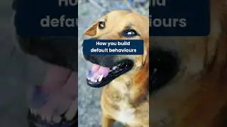 How to Build Default Behaviors in Dogs
