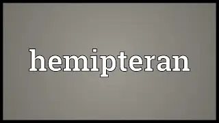 Hemipteran Meaning