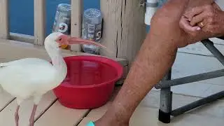 Feeding an Ibis.