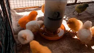 Cute Chicken Videos Untuk Anak & Keluarga | Kumpulan Ayam Imut Warna Warni Terbaru