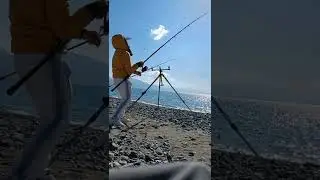 surf casting mare calmo orata big 2.405 tubertini in progress