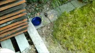 Hausmaus