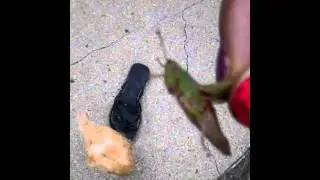 Grasshopper swallowed whole (Ep#6) Steve's Wild Hood Adventures