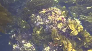 Diving & Snorkling Around Anacapa