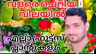 ചെറിയ വിലയിൽ വലിയ ഫ്രൂട്ട്സ് പ്ലാന്റുകൾ ആണോ നിങ്ങൾ അന്വേഷിക്കുന്നത്.. പ്ലാന്റുകളും ഇവിടെ ഉണ്ട്.