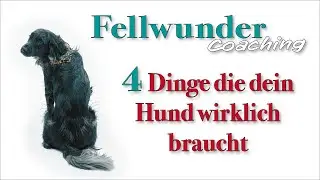 4 Dinge die dein Hund wirklich braucht // Fellwunder Coaching 🐕
