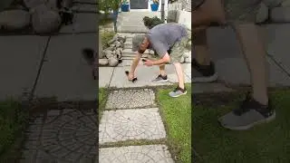 Toughest guy on the block - Wee skunk charging and stomping, showing my neighbour who's boss!