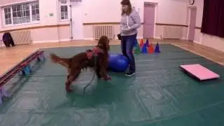 Clicker training, pushing the peanut with the target