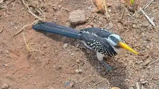 Eastern Yellow-billed Hornbill (Tockus flavirostris) - Samburu NR (Kenya) 9-9-2025
