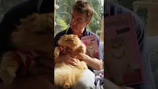 SUPER JACK of strawberry pedigree cat rescue DADDYS BIRTHDAY