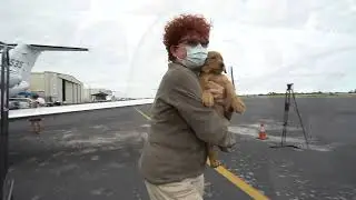 Canine Companions puppies arrive in Austin via private plane