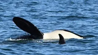 Matriarch orca at risk could affect whole pod