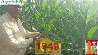 Kurnool Seeds Hybrid Maize : Jagan (KSMH-1949) #highyielding #hybridmaize #hybridcorn #Agriculture