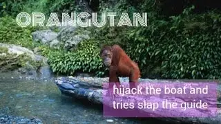 Orangutan hijack the boat | Slap the Guide | Jungle Sumatra