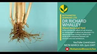 Wheat Roots and Yields - Dr Richard Whalley, Rothamsted Research