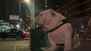 Summer nights #bulldog #dog 