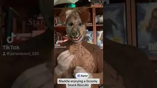 Maddie Enjoying  Scooby Snack Biscuits #asmr #makeup #mukbang #pet #pets #dog #dogs #northfurfx