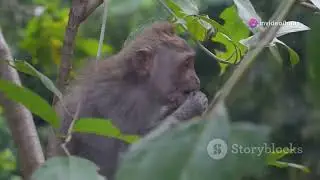 THE MISCHIEVOUS MONKEY |A short story