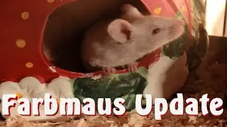 Farbmäuse Update
