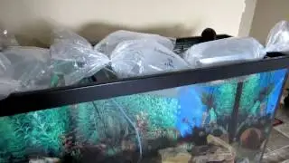 Daves Rare Fish Unboxing August 8 2014