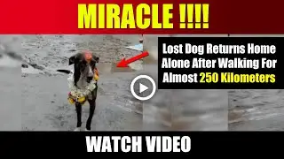 MIRACLE : Lost Dog Returns Home Alone After Walking For Almost 250 Kilometers | Watch Video