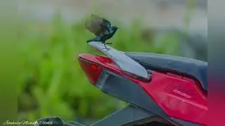 #sunbird pair and my #bike using #sony200600 #sonya7r4 by Johnbosco Michael #reels #viral