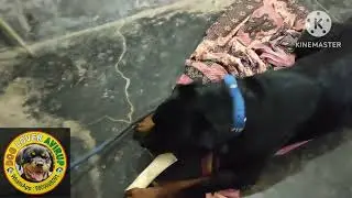 Bullet playing with Camel Bone after having a Vet checkup today (25th September 2023)