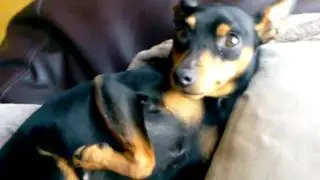 Cute min pins play fighting