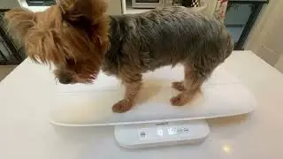 Multifunctional Baby Scale Review 👶 | Accurate Digital Scale for Pets & Adults Too!